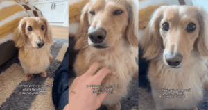 ΒΙΝΤΕΟ: Το αξιολάτρευτο «stomps» του Dachshund αποσπούν επιτυχώς τον ιδιοκτήτη από την εργασία